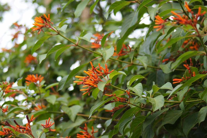 Firebush