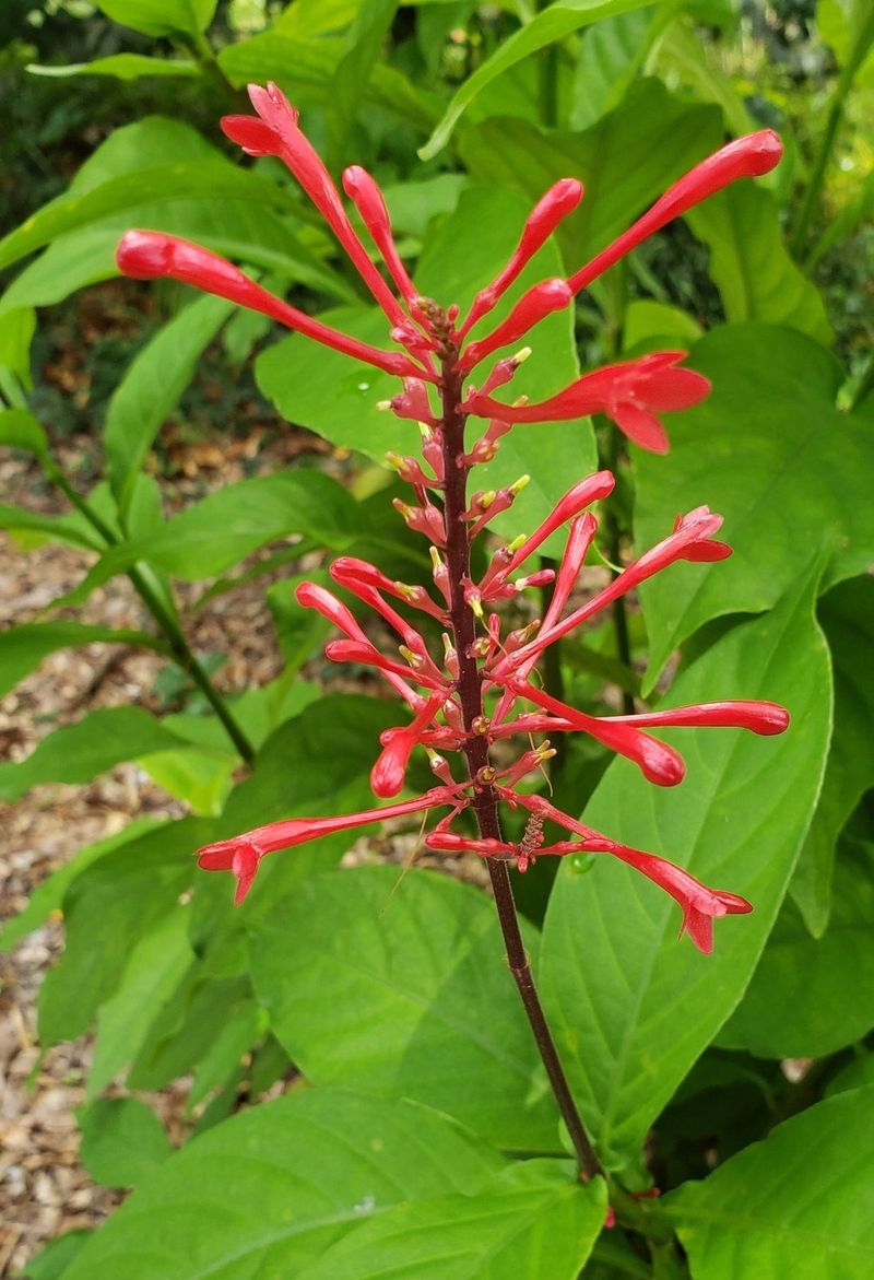 Firebush