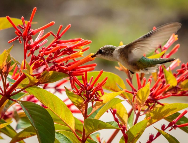 Firebush Firebush
