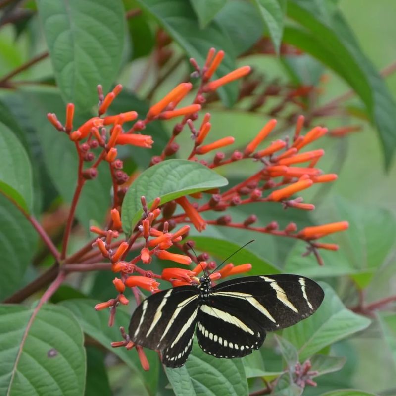 Firebush