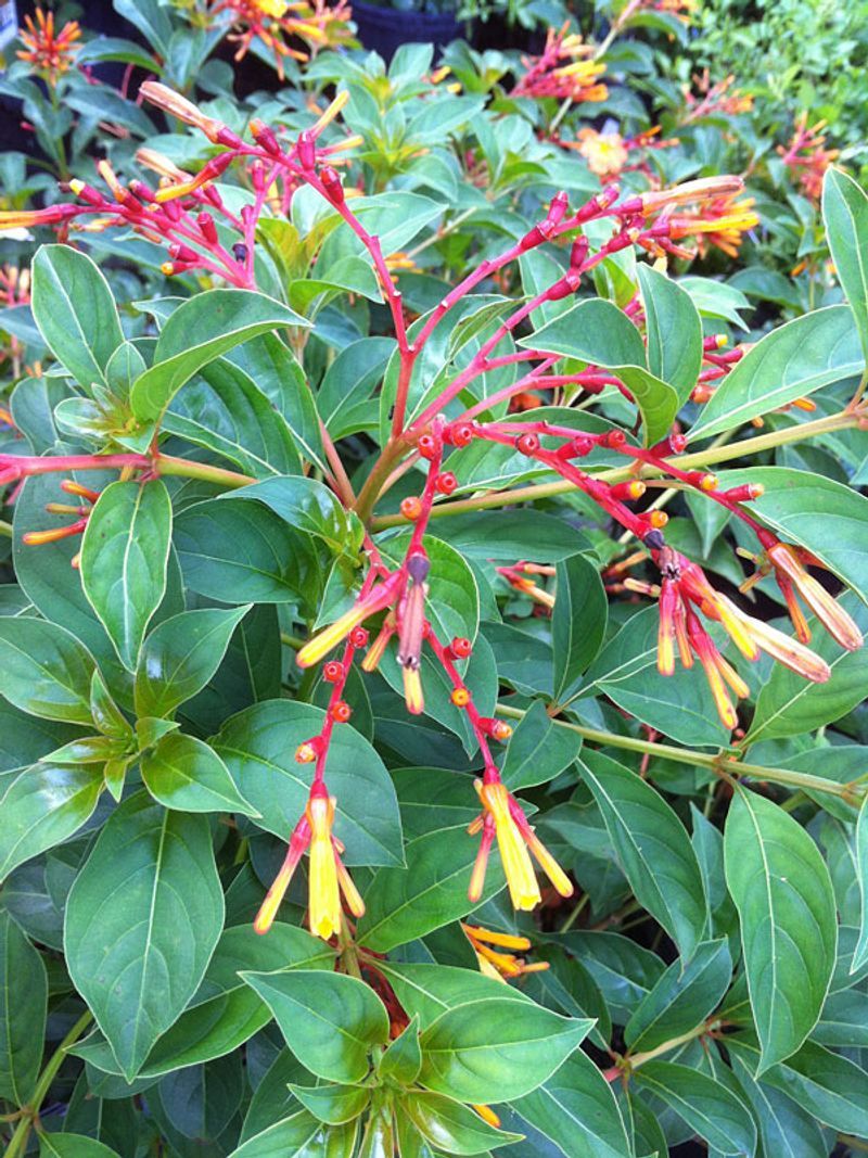 Firebush (Hamelia patens) Firebush (Hamelia patens)