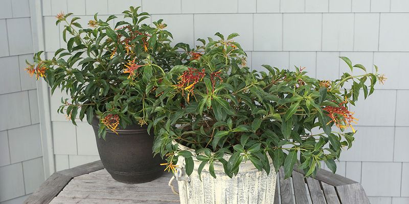 Firebush (Hamelia patens) Firebush (Hamelia patens)