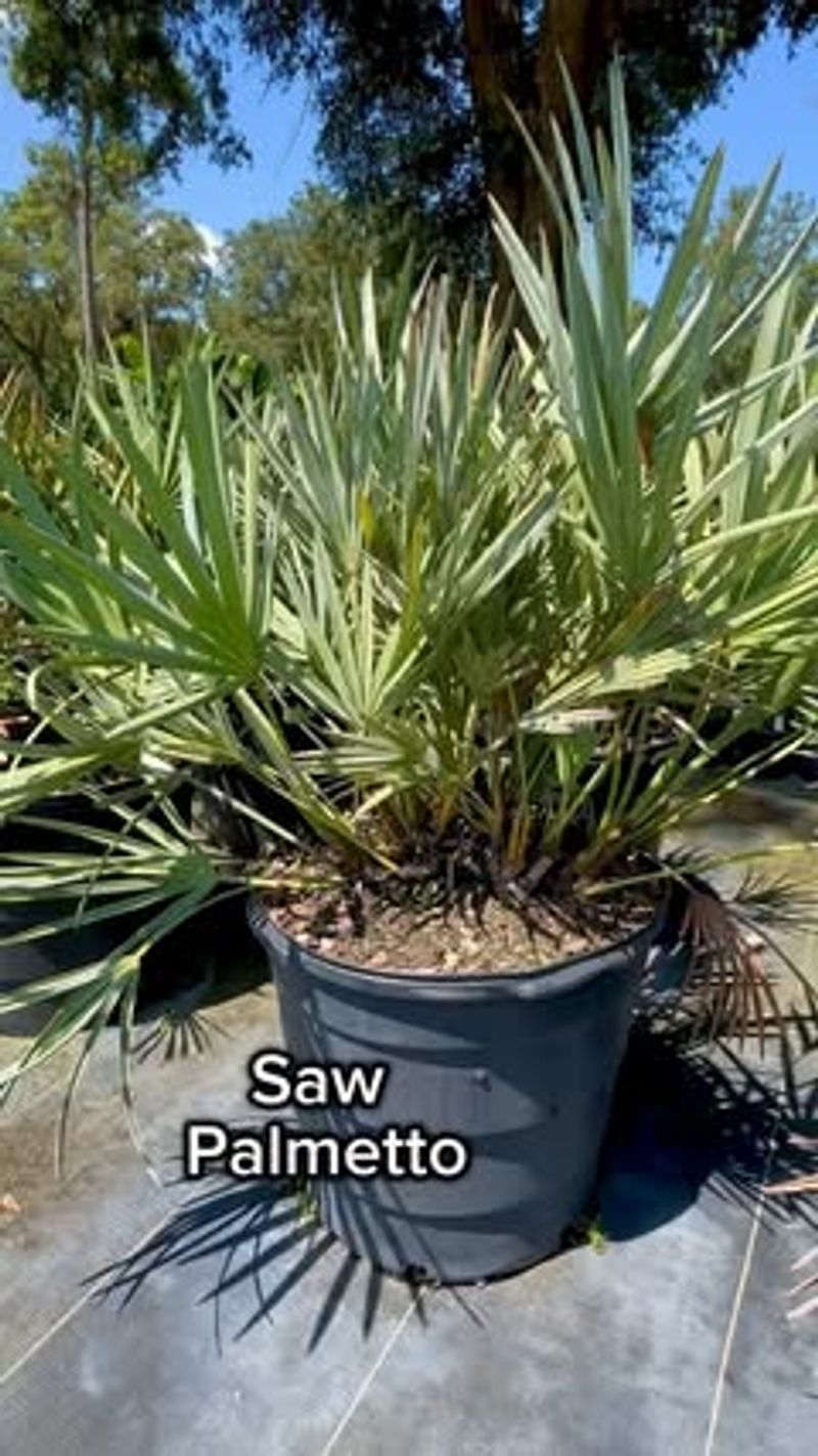 Saw Palmetto (Serenoa repens)