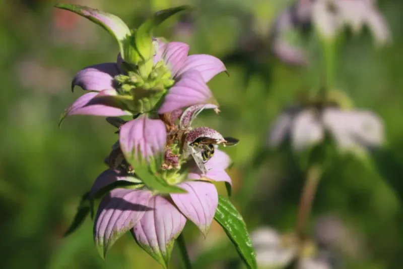 Spotted Beebalm (Monarda punctata)