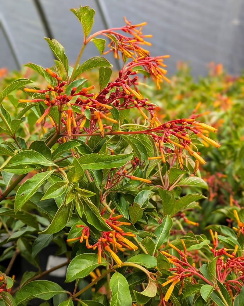 Firebush Firebush