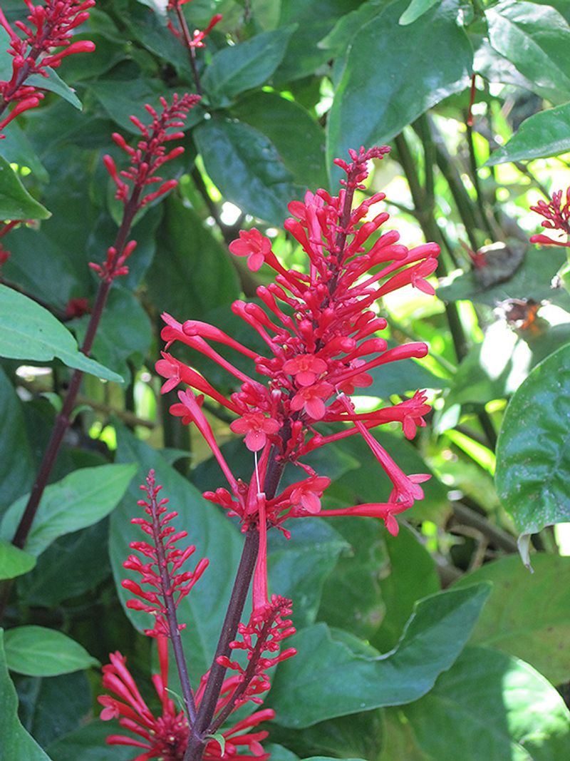 Firespike (Odontonema strictum) Firespike (Odontonema strictum)