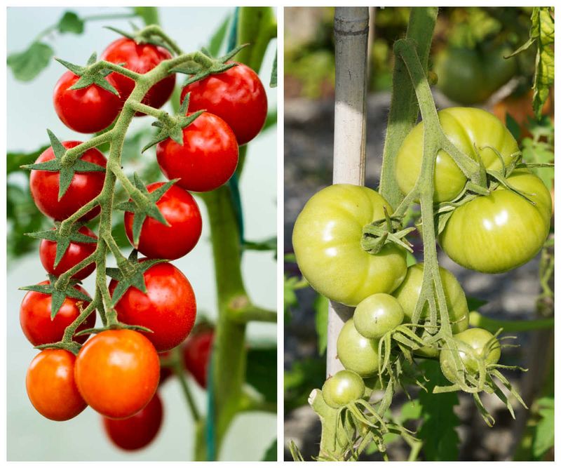 First confirm what color the tomato should reach