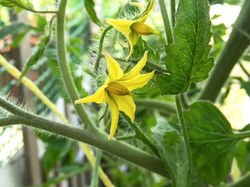 First identify where the flowering process stops