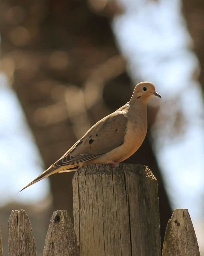The familiar perch-coo usually advertises a male’s status