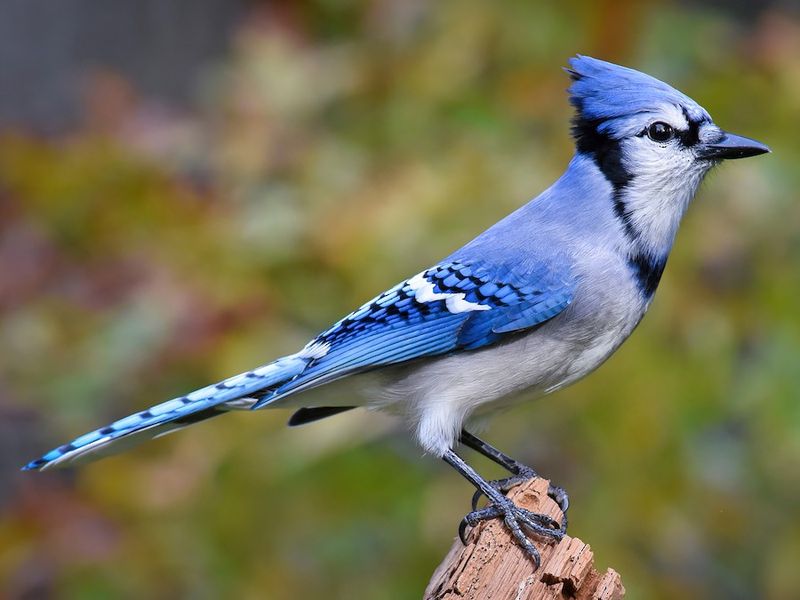 First, make sure the visitor is actually a Blue Jay First, make sure the visitor is actually a Blue Jay