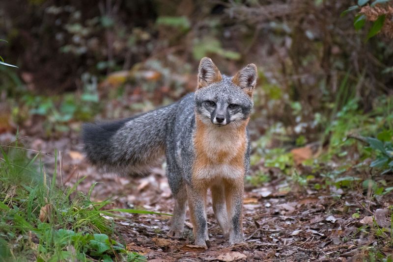 First, verify that the visitor is a gray fox