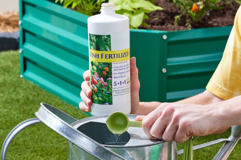 Fish emulsion provides nitrogen when fertility limits vine growth
