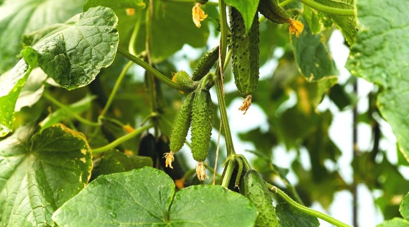 Fix the stress before you feed the vine