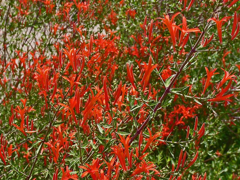Flame Acanthus