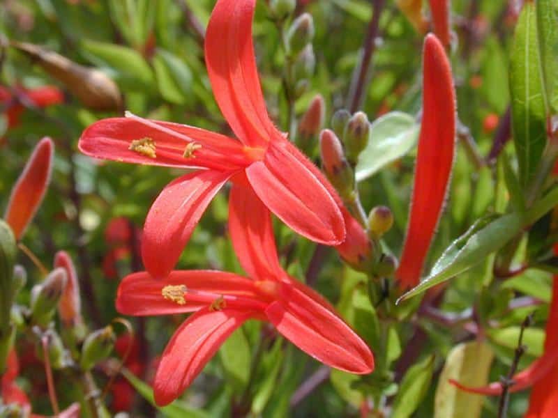 Flame Acanthus Flame Acanthus
