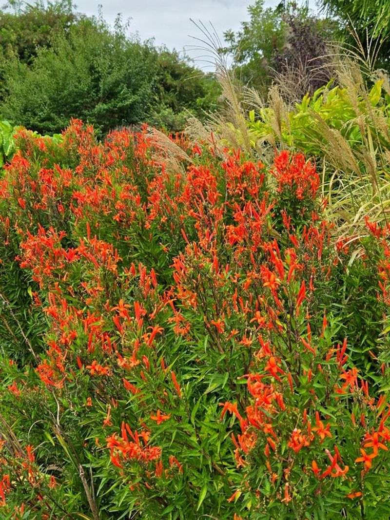 Flame Acanthus 'Firecracker Select' Flame Acanthus 'Firecracker Select'