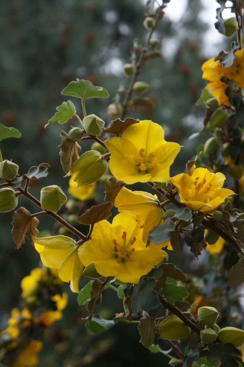 Flannel Bush (Fremontodendron californicum) Flannel Bush (Fremontodendron californicum)
