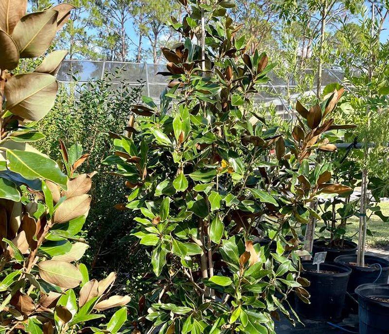 Florida Native Plants Nursery