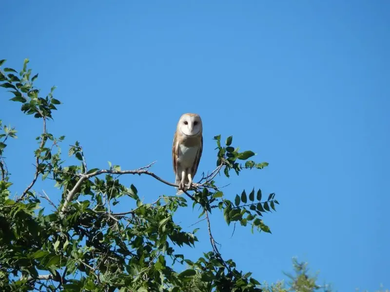 Plants support barn-owl habitat indirectly
