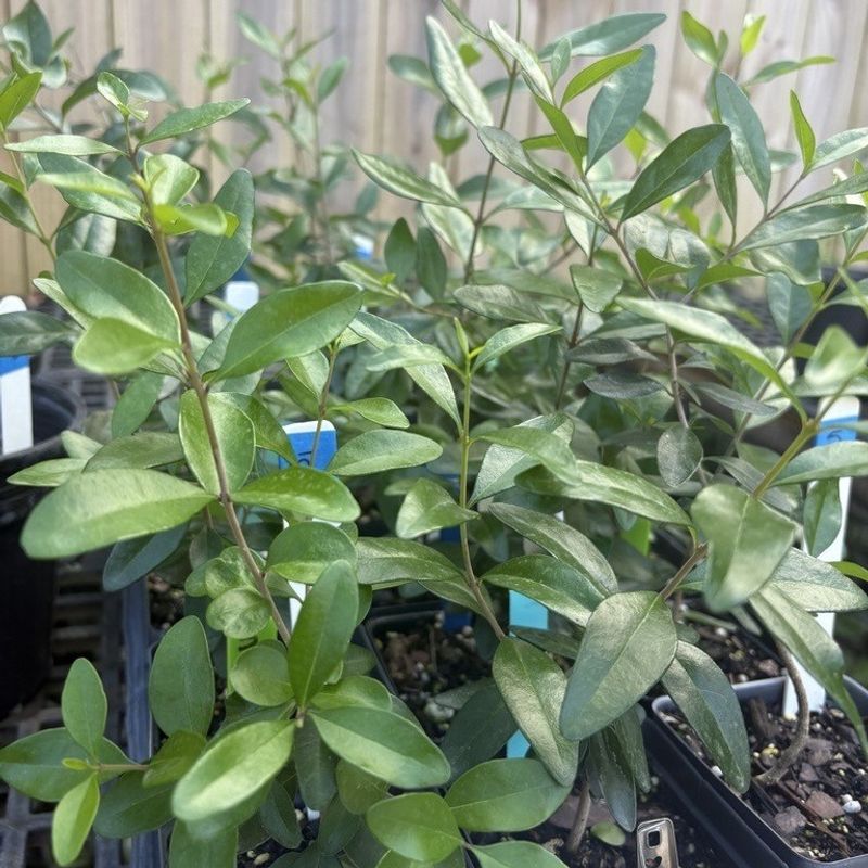 Florida Privet