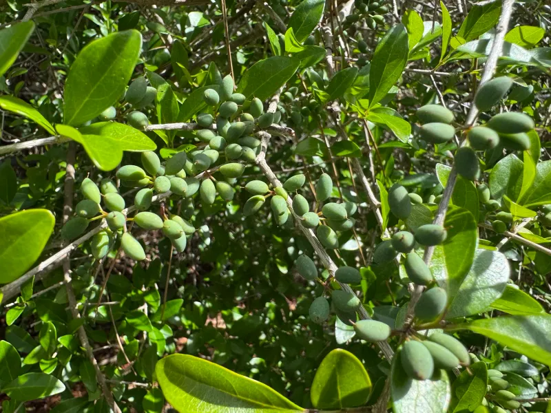Florida Privet