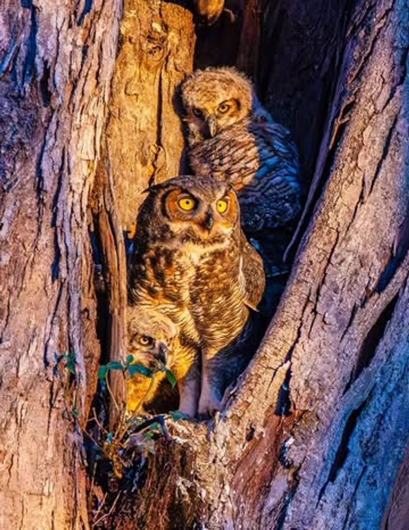 Florida provides habitat, prey, and territory—not a guaranteed owl service