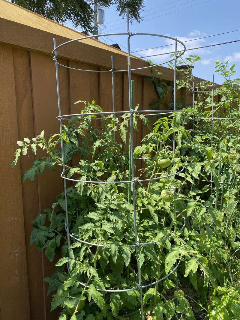 A wide, anchored wire cage gives vigorous plants room to spread