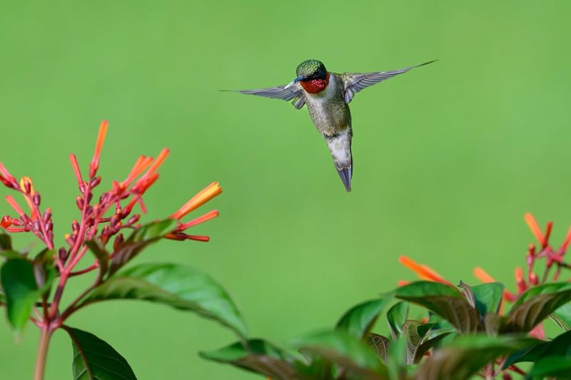 Florida yards are not automatically hummingbird-free