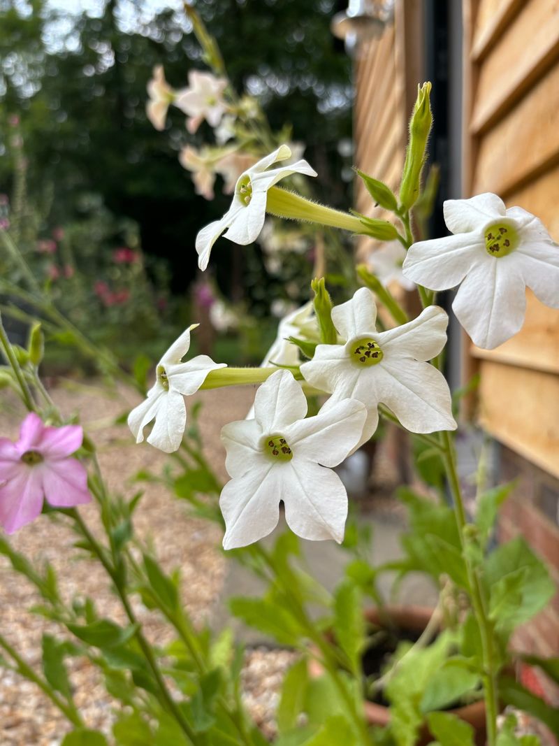 Flowering Tobacco (Nicotiana)