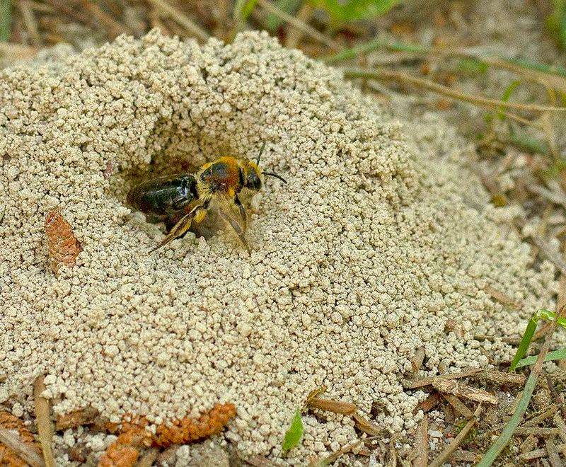 Flowers feed the bee, while soil shelters its young