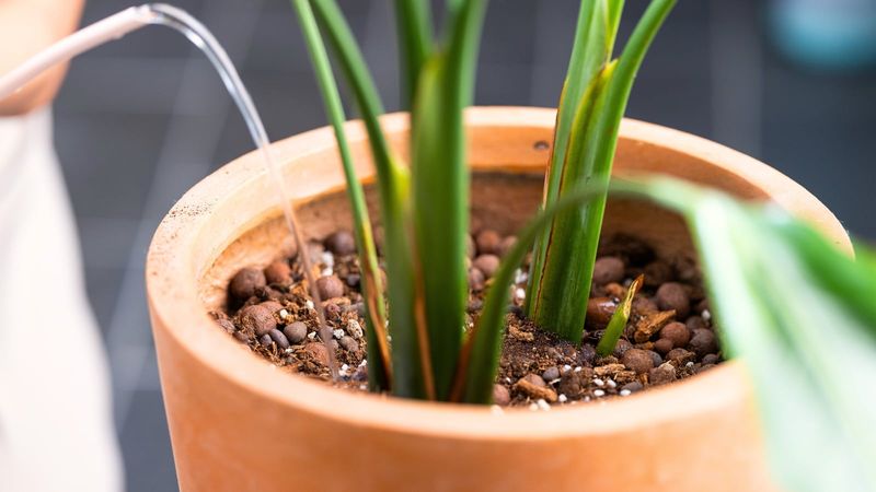 Flush Overfed Soil With Plain Water