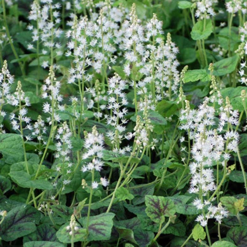 Foamflower (Tiarella cordifolia) Foamflower (Tiarella cordifolia)