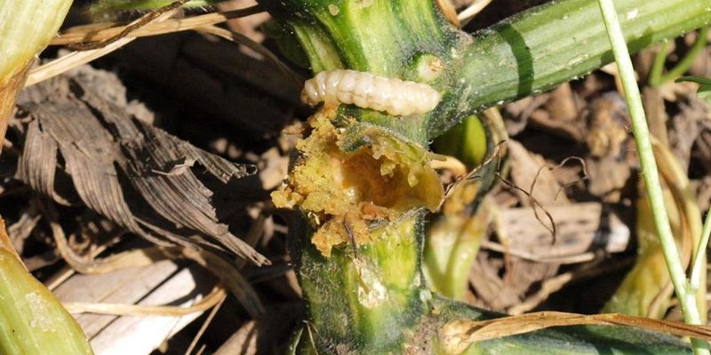 Foliar sprays generally cannot reach a larva inside the stem Foliar sprays generally cannot reach a larva inside the stem