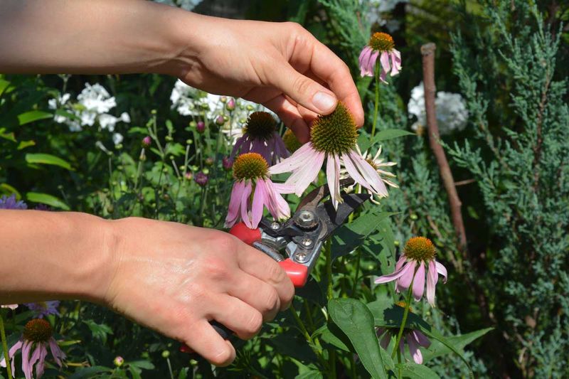 Follow the spent stem to its next healthy growth point
