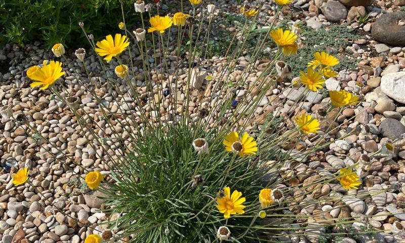 Four-Nerve Daisy (Hymenoxys) Four-Nerve Daisy (Hymenoxys)