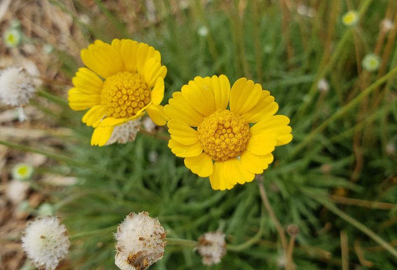Four-Nerve Daisy (Tetraneuris scaposa) Four-Nerve Daisy (Tetraneuris scaposa)