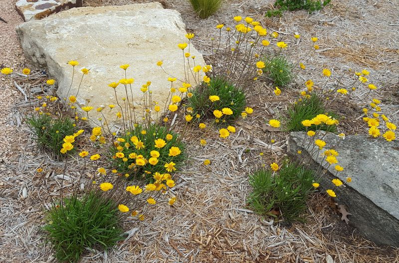 Four-Nerve Daisy