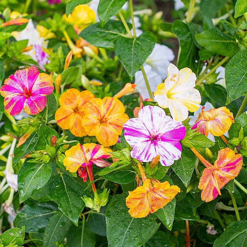 Four O'Clocks (Mirabilis jalapa) Four O'Clocks (Mirabilis jalapa)