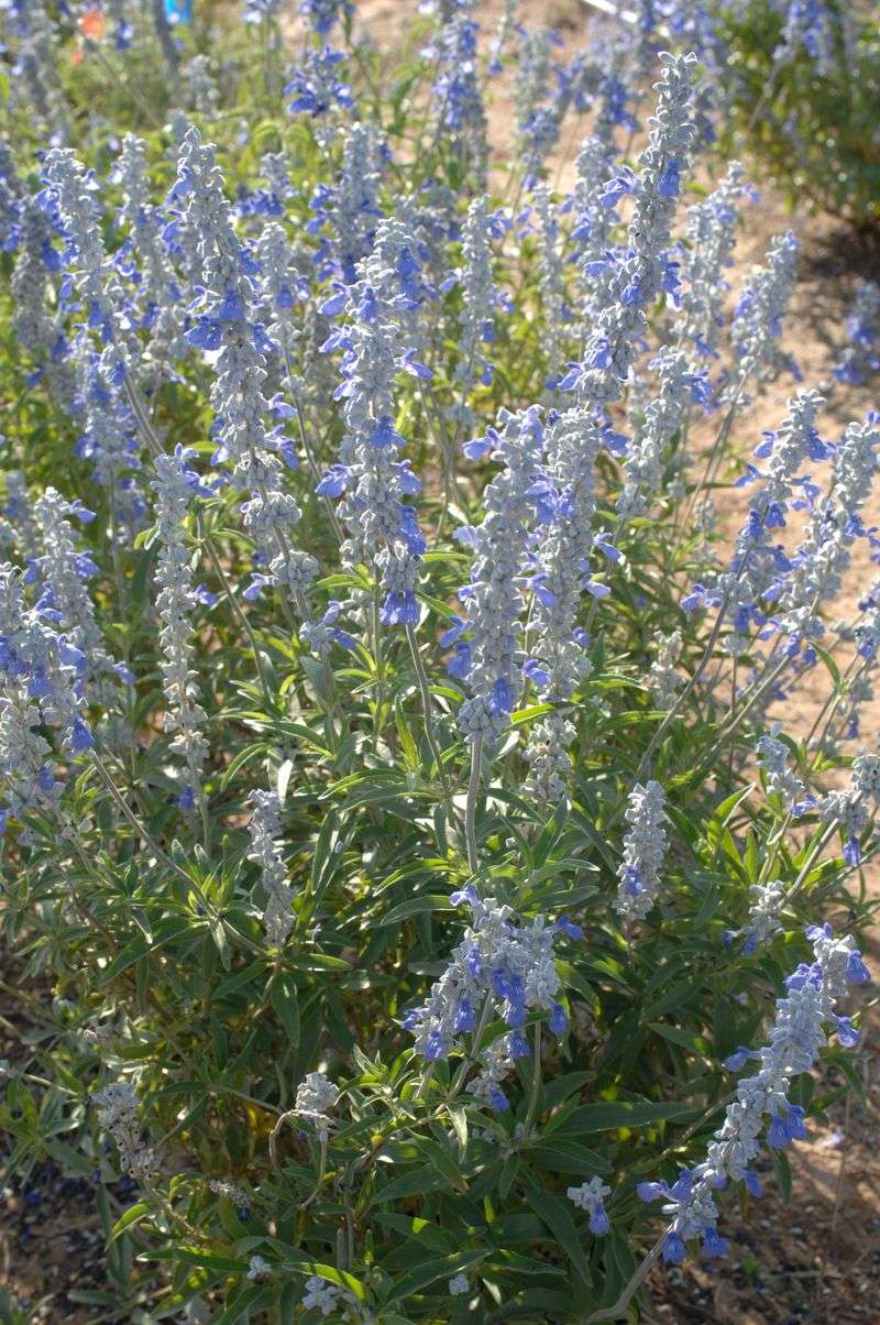 Mealy Blue Sage