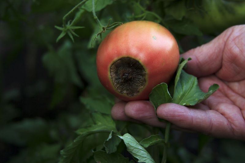 Blaming Blossom End Rot on Missing Magnesium