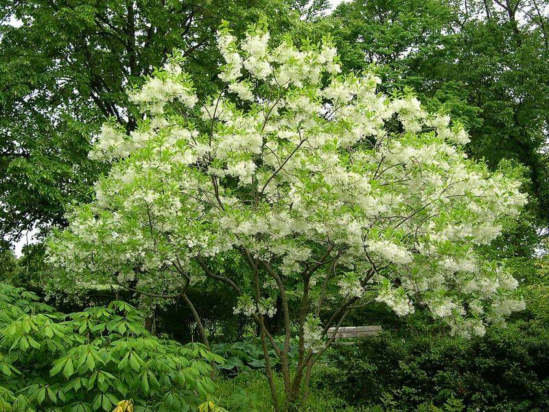 Fringe Tree