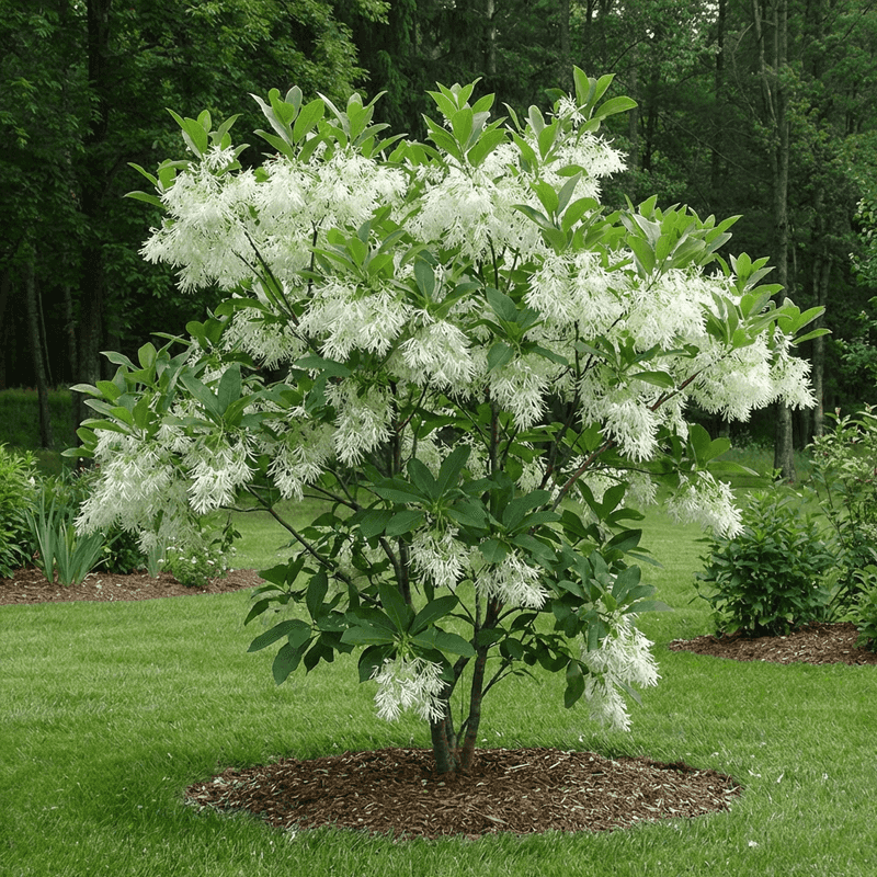Fringe Tree