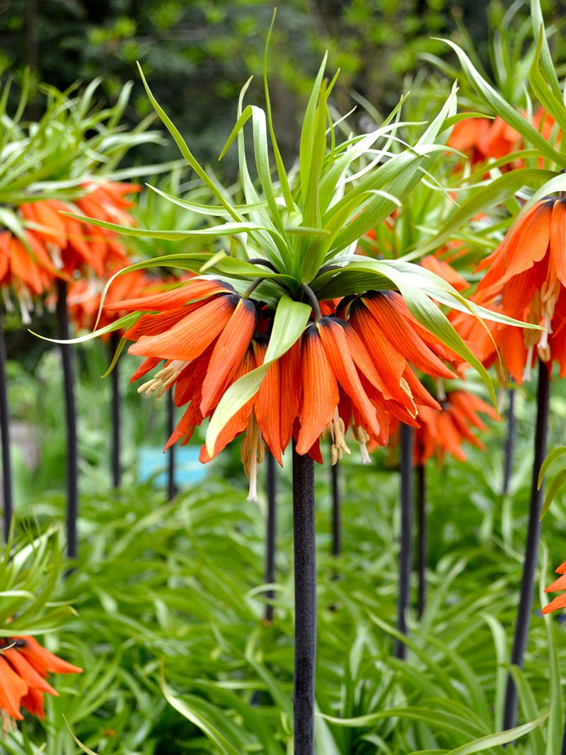 Fritillaria (Crown Imperial)