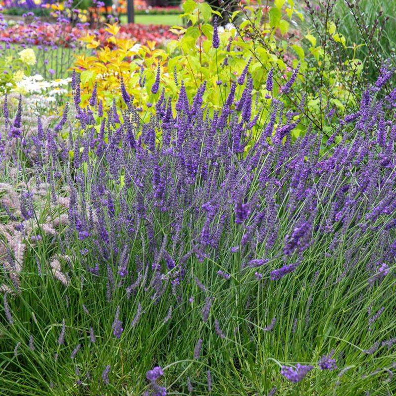 Lavender