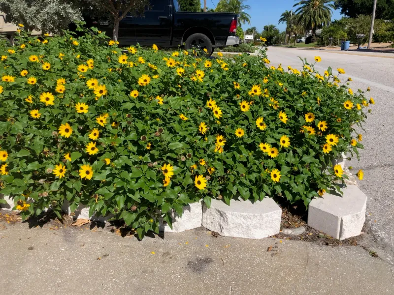 Beach Sunflower (Helianthus debilis)