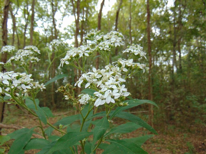 Frostweed (Verbesina virginica) Frostweed (Verbesina virginica)