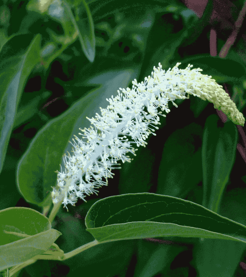 Lizard's Tail (Saururus cernuus)