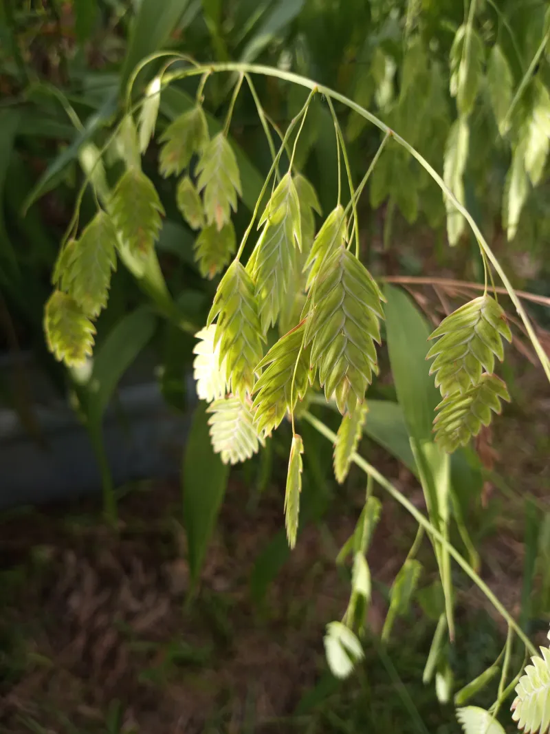 Inland Sea Oats (Chasmanthium latifolium)