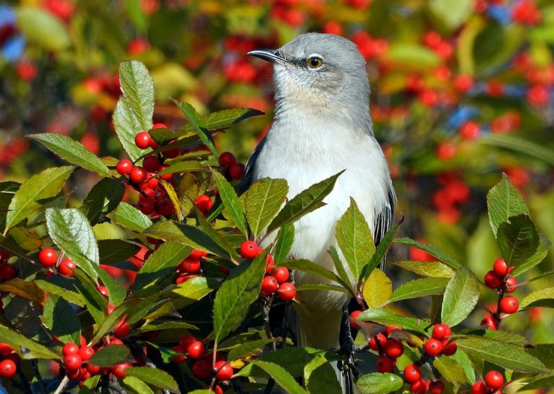 Fruit and cover better match mockingbird behavior than seed feeders Fruit and cover better match mockingbird behavior than seed feeders