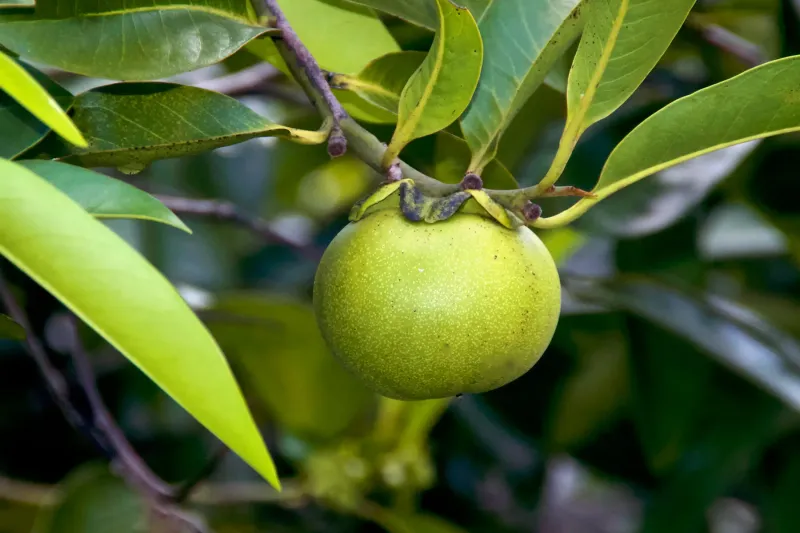 Fruit poisoning can be severe without making every case fatal Fruit poisoning can be severe without making every case fatal